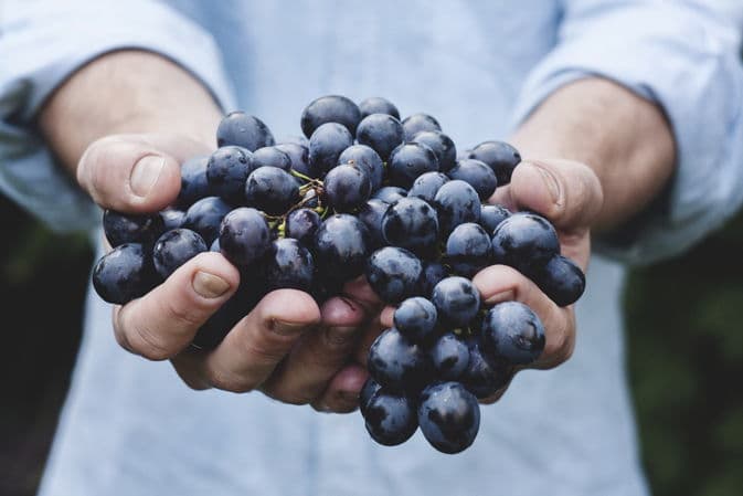 Le vin & le raisin